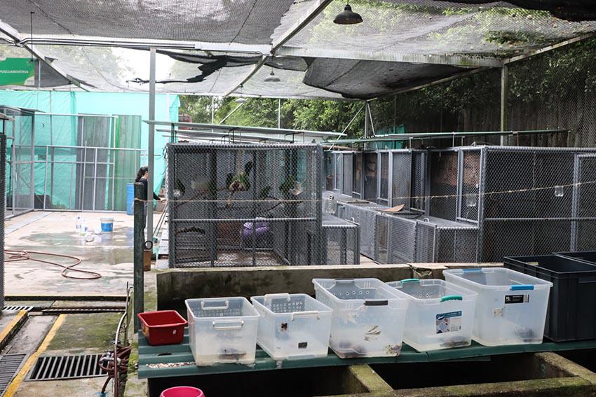 $!Contenedores plásticos, piscinas de concreto y jaulas alojan tortugas, aves y felinos decomisados en Cali. Los ocelotes Barto, Ernesto y Gato viven en las jaulas que se ven frente a las de las loras.