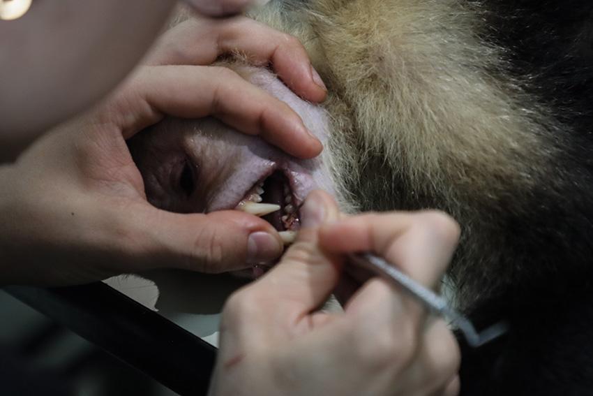 $!Una veterinaria limpia los dientes de un mono capuchino sedado en el quirófano del hogar de paso del DAGMA.