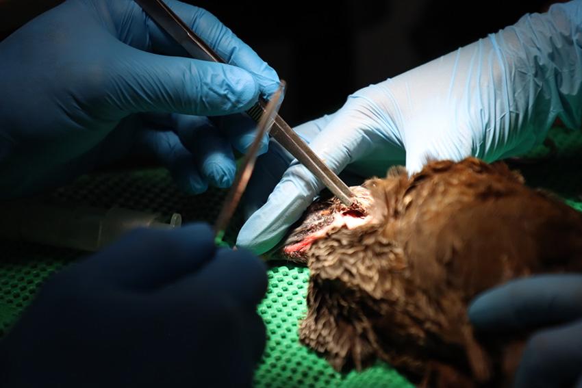 $!Delio Orjuela y su equipo de veterinarios operan la órbita izquierda infectada de una joven guacharaca que perdió un ojo. Cada día, hacen procedimientos para intentar salvar animales de decenas de especies que llegan maltratados o rescatados del tráfico.