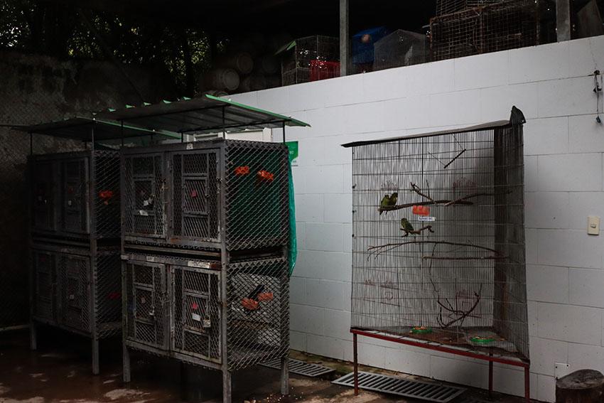 $!Jaulas de periquitos en el hogar de paso del DAGMA. El personal debe encontrar espacio para alojar a las centenares de aves, reptiles y mamíferos que llegan cada mes.