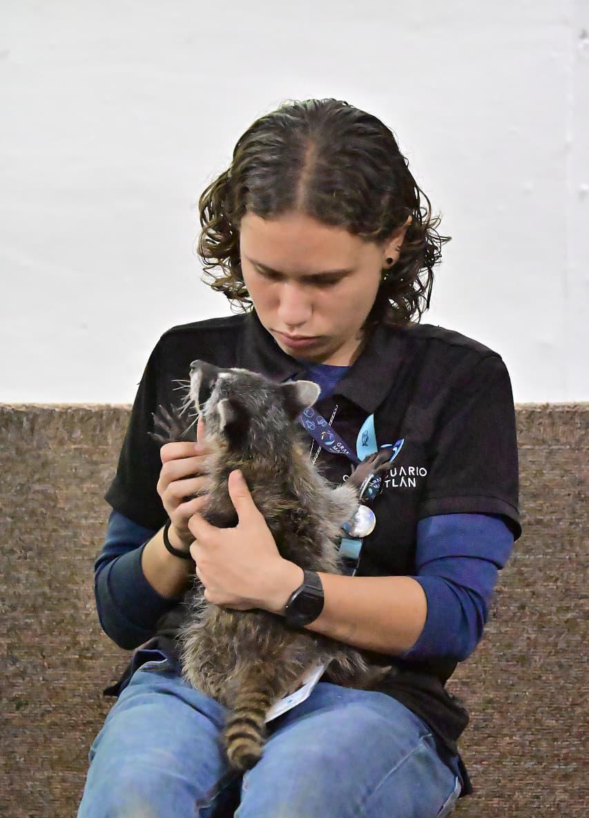 $!Presentan la carrera familiar Mazatlán Run Wild 2026 a beneficio de la conservación de la fauna silvestre