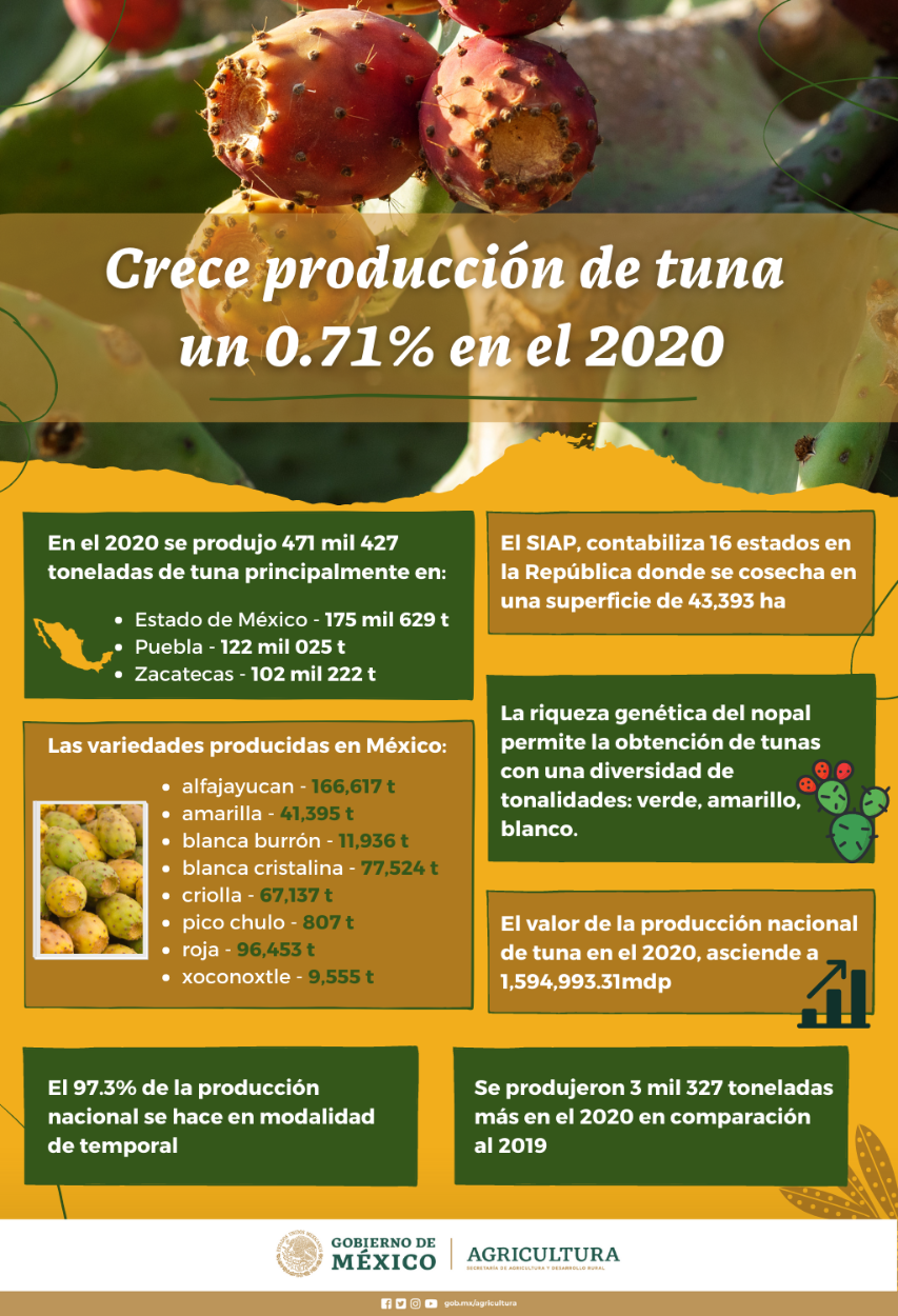 Inicia temporada de tuna mexicana