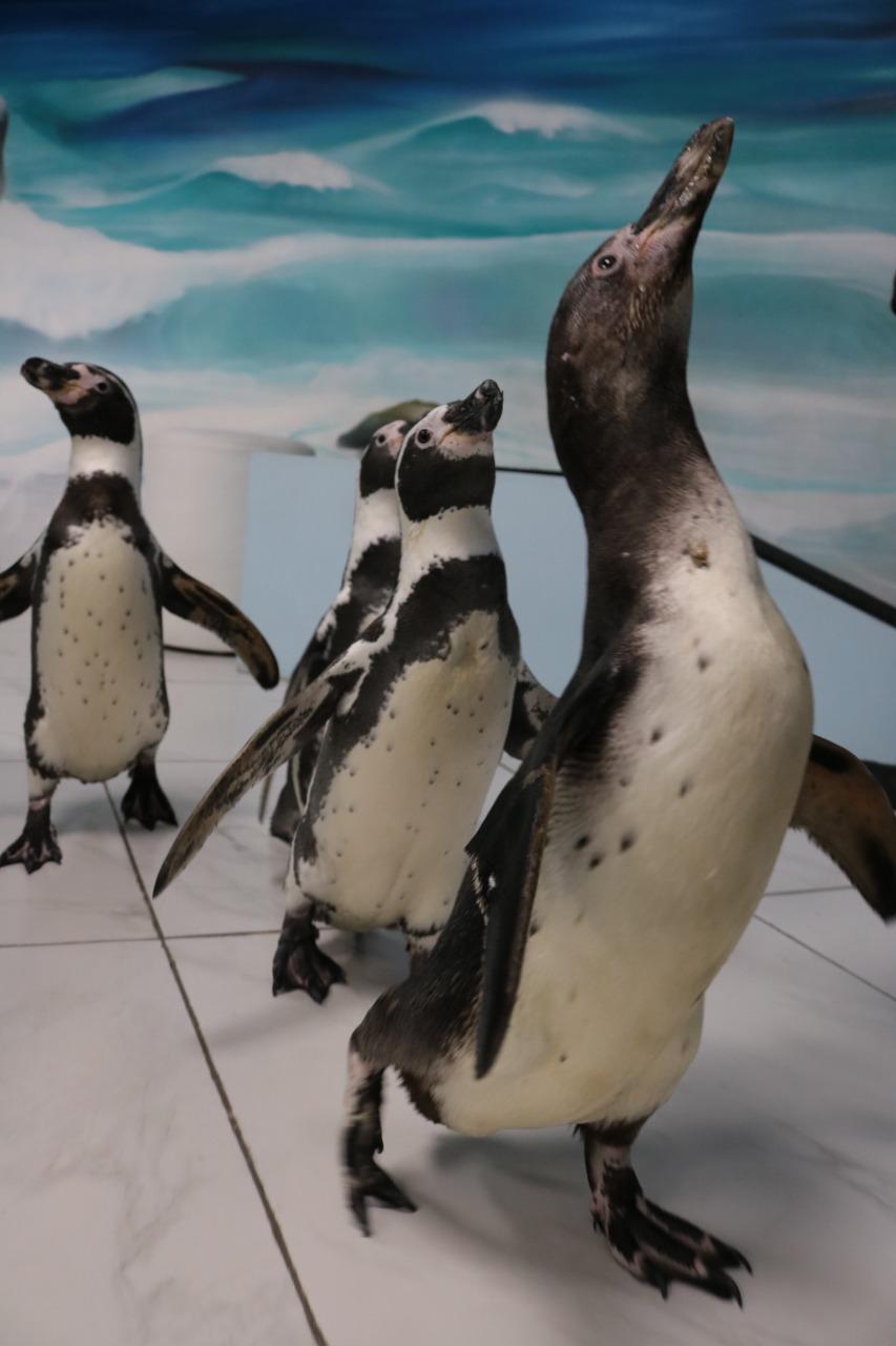 $!Alberga y protege Acuario Mazatlán17 pingüinos de Humboldt