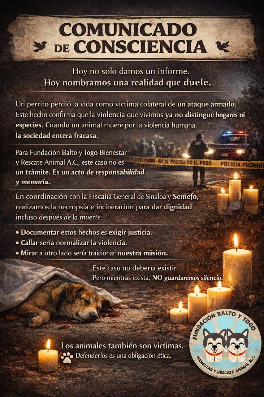 $!Reporta fundación a un perrito sin vida en enfrentamiento en Villa Juárez, Navolato