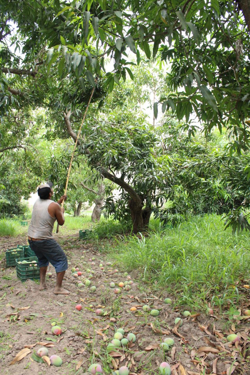 $!Entre árboles y surcos, recolectan el mango en Escuinapa