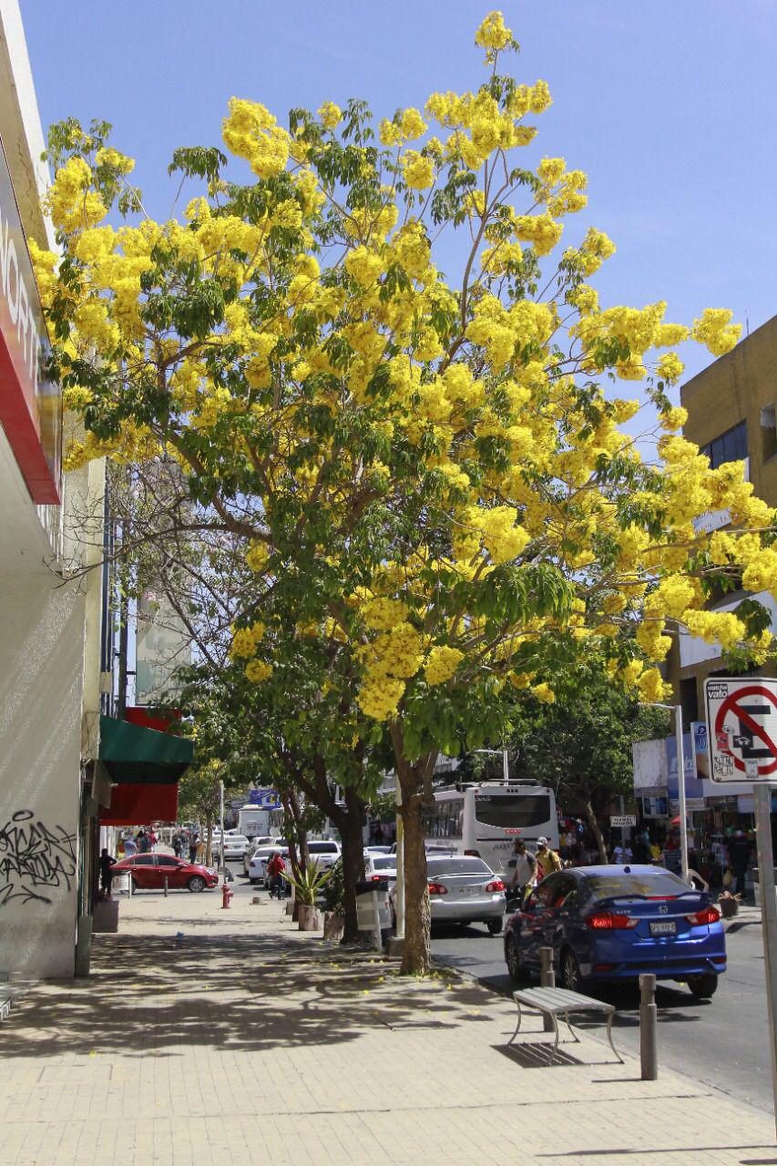 $!¿Las Amapas dañan la infraestructura pública? Esta estrategia sigue Culiacán para evitar daños