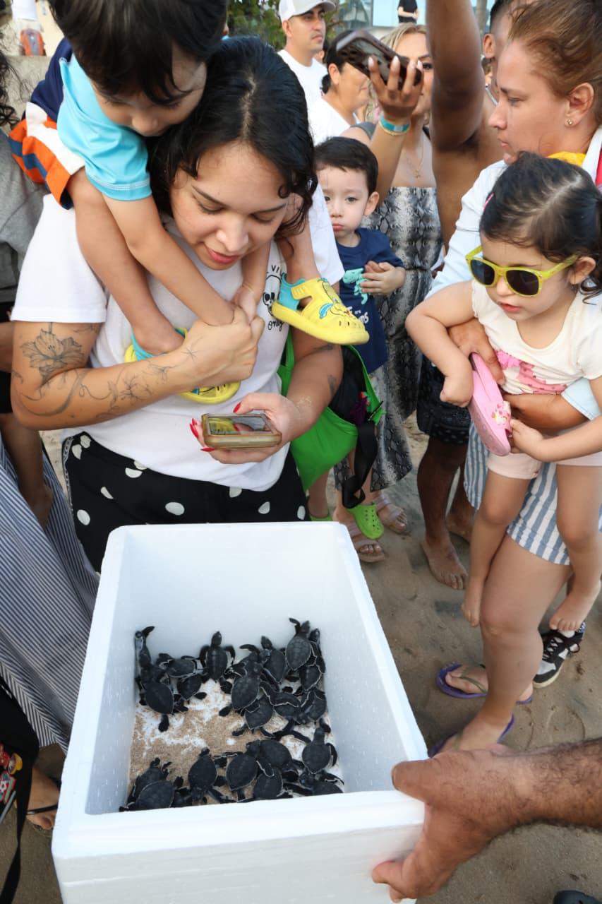 $!Liberan 43 crías de tortuga negra en playas de Mazatlán