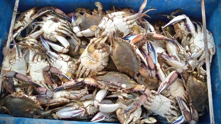 A partir del primer segundo de este sábado 1 de julio se podrá capturar la jaiba macho, mientras que para la jaiba hembra, el levantamiento de la veda será el primer minuto del día 10 de julio.