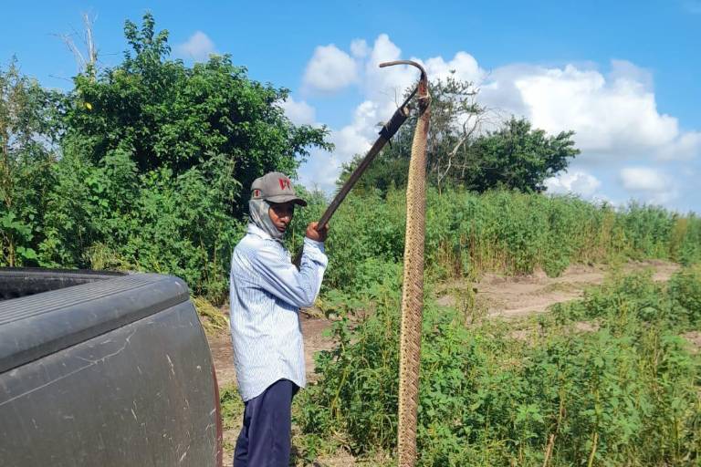 Atienden a tres personas por mordedura de víbora de cascabel en Hospital IMSS Bienestar de Escuinapa