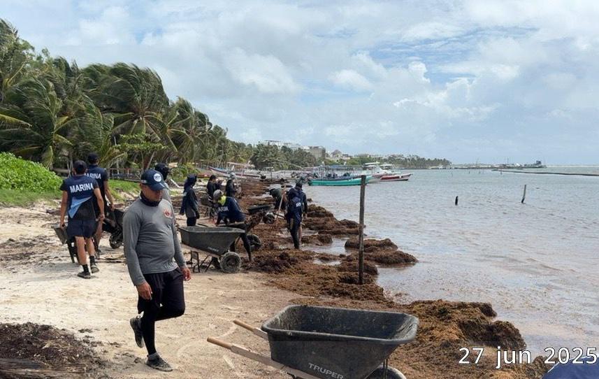 $!Retiran 453.5 toneladas de sargazo en las costas de Quintana Roo