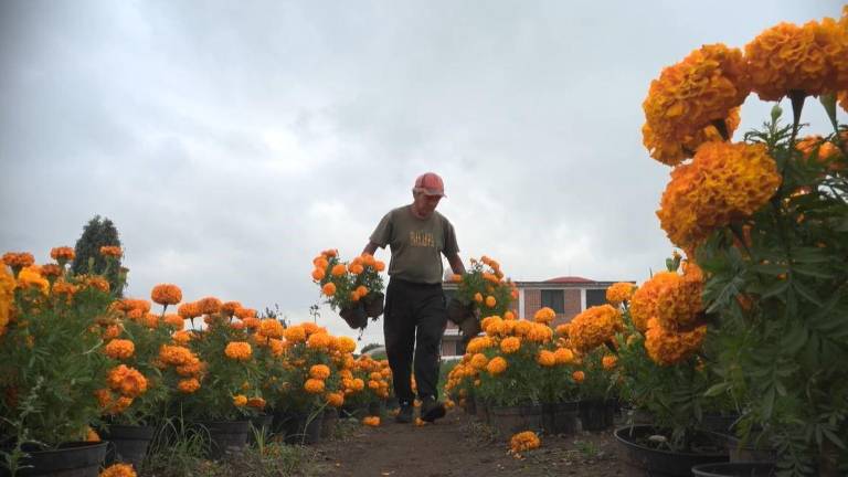 El cempasúchil, con sus pétalos brillantes y aroma característico, simboliza la vida y la memoria de los seres queridos en el Día de Muertos.