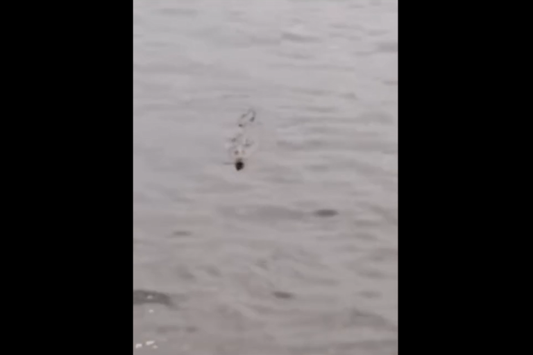 Alertan por presencia de caimán en playas de Teacapán