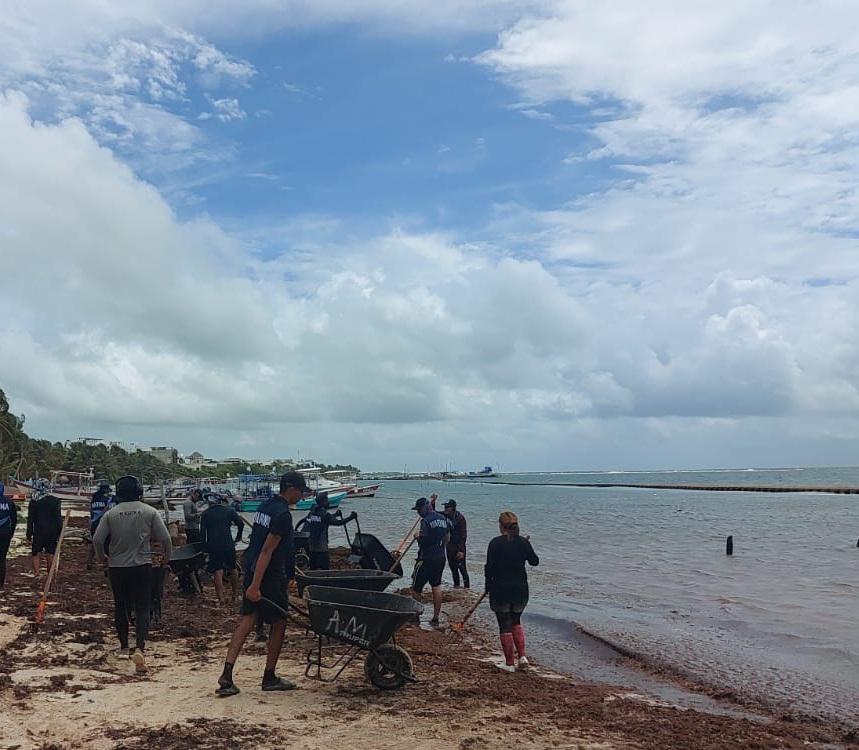 $!Retiran 453.5 toneladas de sargazo en las costas de Quintana Roo