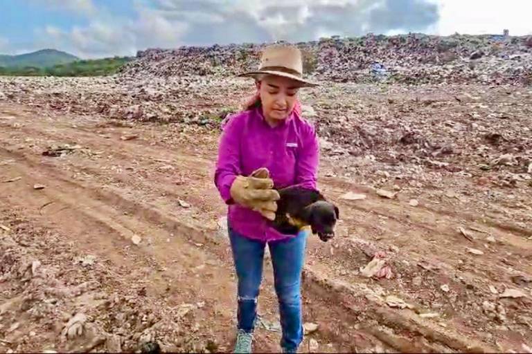 Rescatan a siete perritos en el Basurón municipal; tienen garrapatas, sarna y están desnutridos