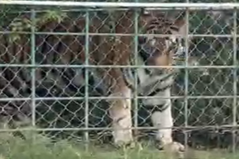 Aseguran tigres de bengala y vehículos durante cateo en inmueble de Culiacán