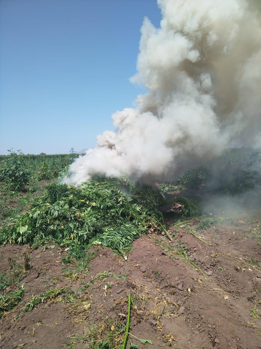 $!Ejército y PEP destruyen plantío de mariguana en Mocorito