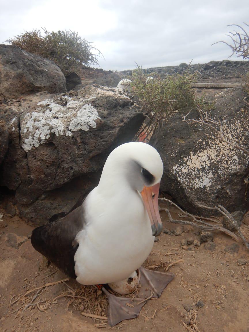 $!Eclosión de huevo de albatros patas negras (Phoebastria nigripes) y albatros de Laysan (Phoebastria immutabilis) como padre/madre adoptivo.