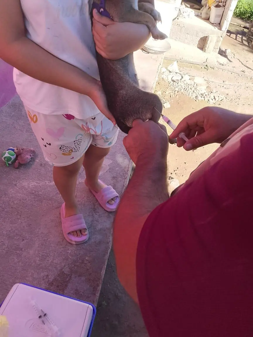 $!Ponen en marcha campaña contra rabia en perros y gatos en Escuinapa y Rosario