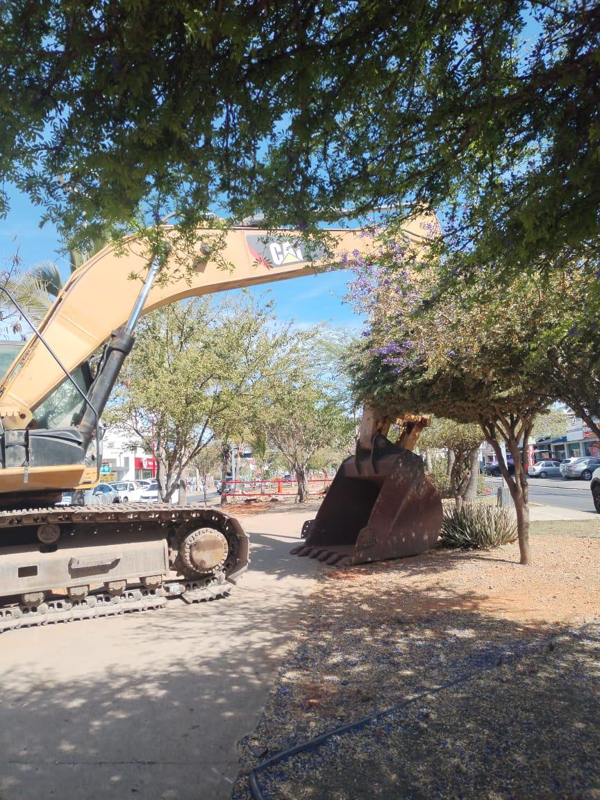 $!Denuncia Cemaz posible tala de 20 árboles por obra de Jumapam en Mazatlán