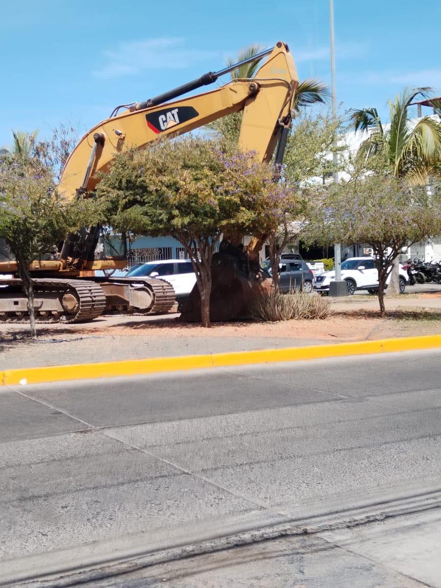 $!Denuncia Cemaz posible tala de 20 árboles por obra de Jumapam en Mazatlán