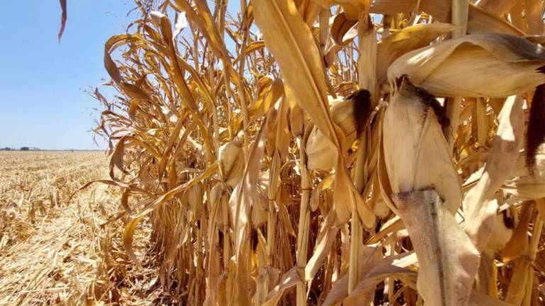 PRI federal buscará buen precio de garantía por tonelada de maíz, dice la Diputada Paloma Sánchez