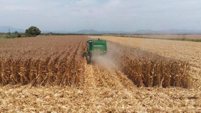 Reporta AARC avance del 95% en cosecha de maíz