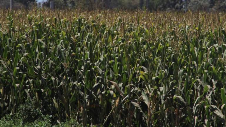 Marte Vega señaló que el estrés hídrico puede traer consigo baja producción de maíz.