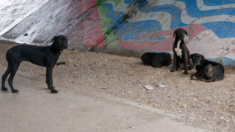 El Congreso de Sinaloa destine recursos económicos para Centros de Salud y Bienestar Animal.