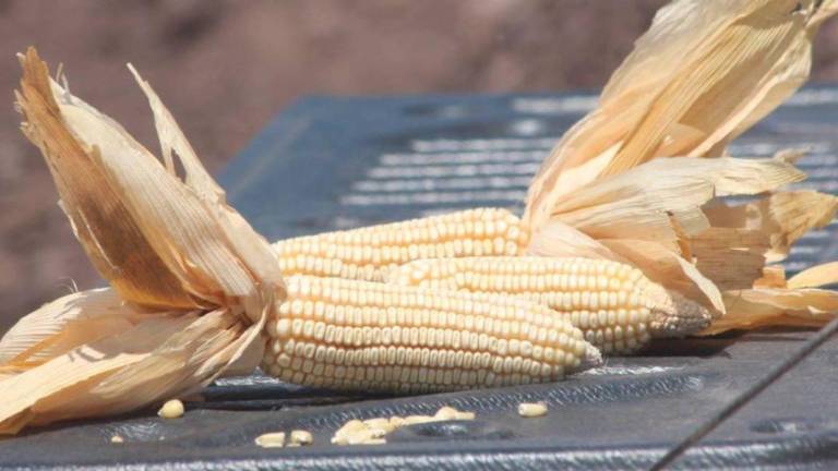 Canadá se sumará a Estados Unidos en la disputa contra México por la prohibición del maíz transgénico.