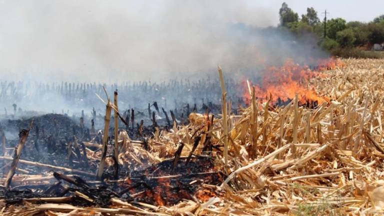 La quepa de soca es un delito ambiental en Sinaloa, pero sin una Procuraduría Ambiental, no hay quien la sancione.
