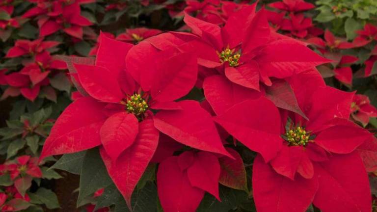 La flor de nochebuena la flor tradicional de la Navidad en el Mundo.
