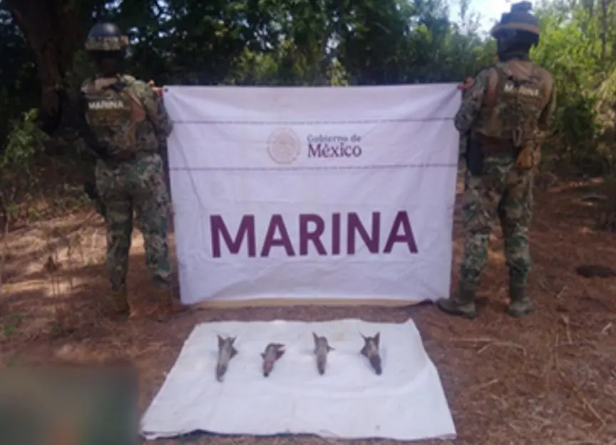 Hallan cuatro artefactos explosivos ocultos entre la maleza en Elota