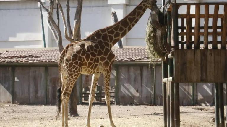 El Zoológico de Culiacán reportó la muerte de una jirafa, después de una caída por las lluvias registradas en los últimos días.