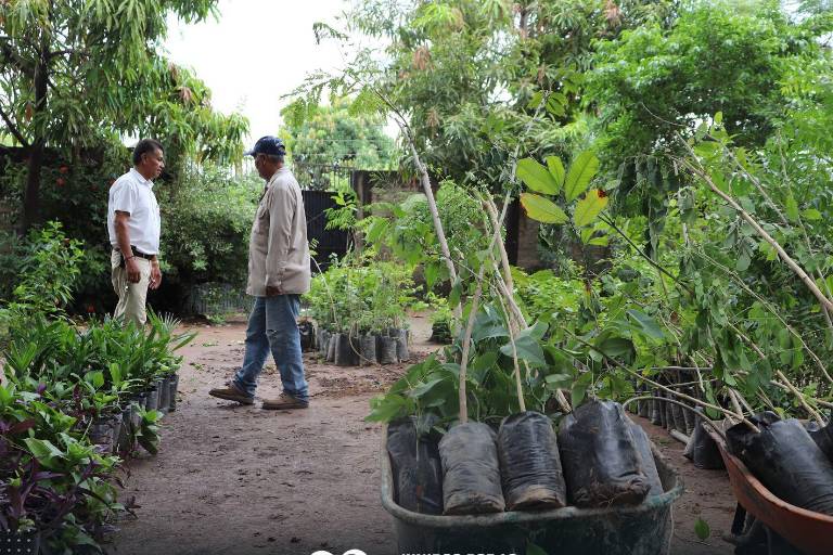 Dona Gobierno Estatal 2000 plantas para embellecer Escuinapa