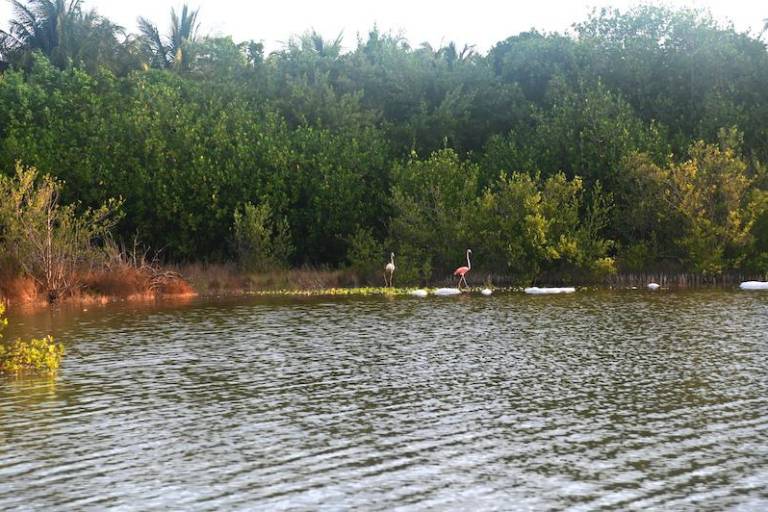 Oceana llama a frenar la pérdida de humedales