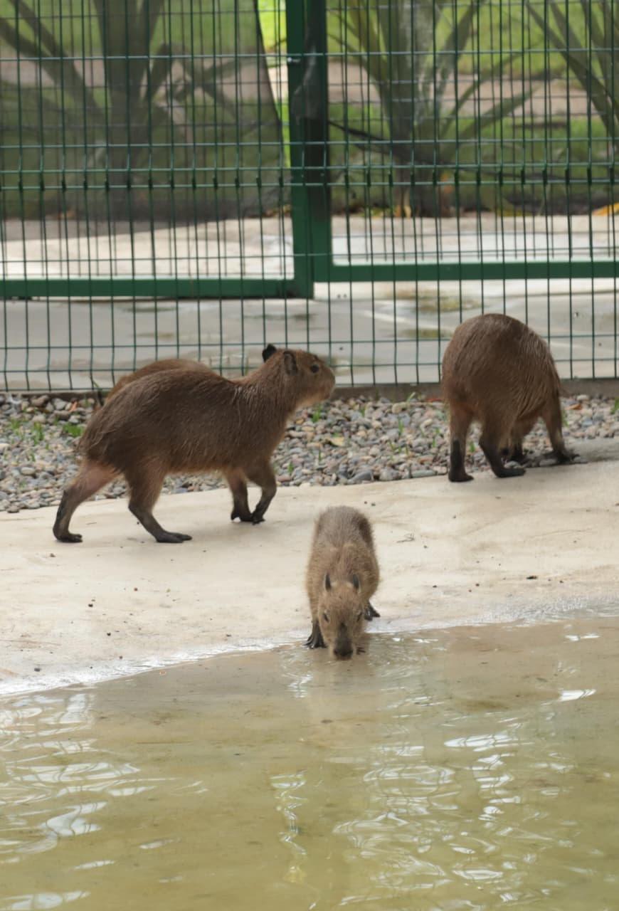 $!Presenta el Gran Acuario Mazatlán a sus nuevas inquilinas, cuatro capibaras