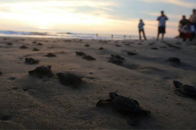La liberación de tortugas se fusiona con el atardecer en Mazatlán