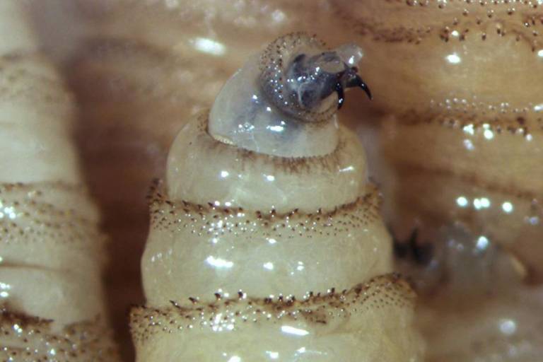 Secretaría de Salud Federal confirma 31 casos de gusano barrenador en humanos