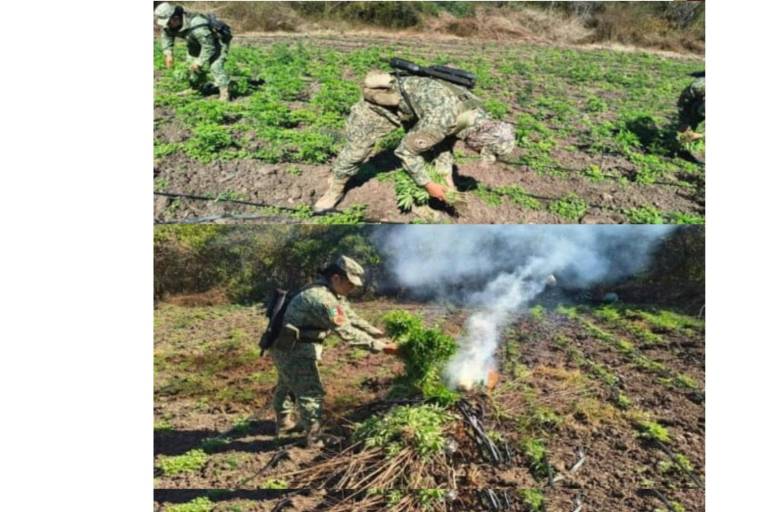Personal militar encontró un plantío de mil 100 metros cuadrados de superficie, con alrededor de 15 plantas de mariguana por cada metro cuadrado.