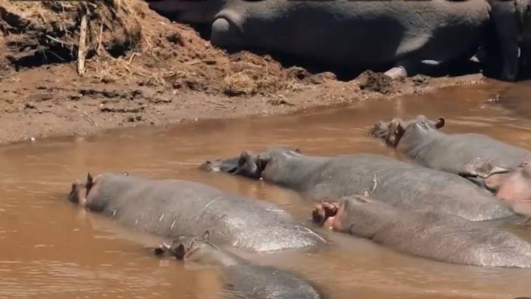 Autoridades de Colombia prefirieron sacrificar hipopótamos que permitir su reubicación en zoológicos de otras partes del mundo.