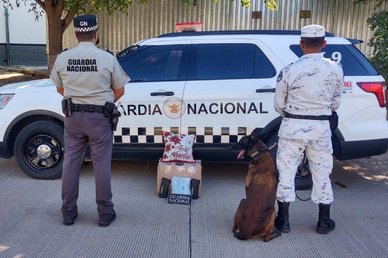 Detecta binomio canino dos cargadores y presunta droga en empresa de mensajería y paquetería en Culiacán