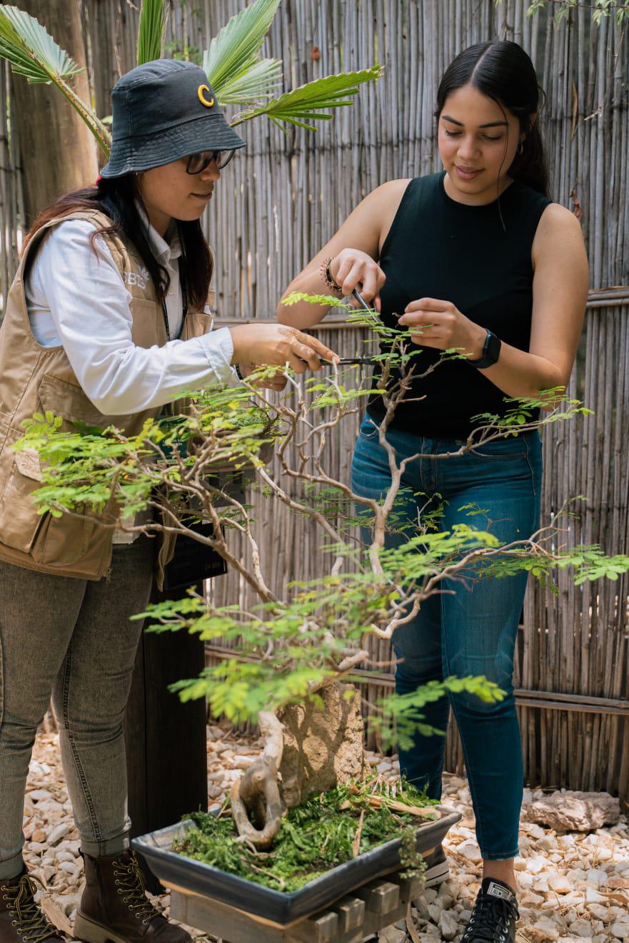 $!Aprende el arte Bonsái en el Jardín Botánico Culiacán