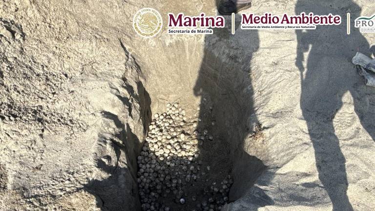 Entre el 6 y 7 de agosto, se recuperaron 9 mil 500 huevos, los cuales fueron abandonados en costales dentro de la vegetación de las dunas costeras del Santuario.