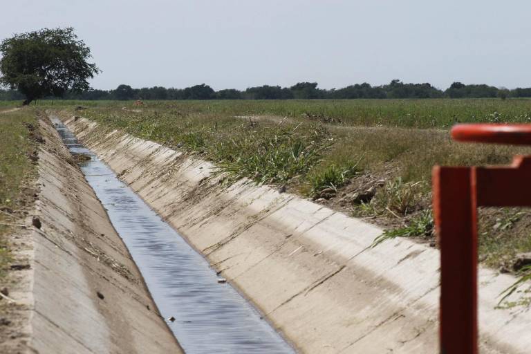 Por escasez de agua, cultivos en Sinaloa requieren cambios en técnicas de riego: investigador