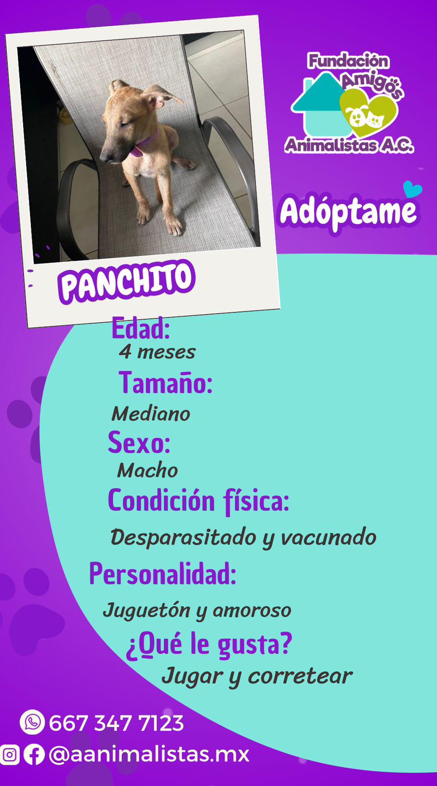 $!Así puedes rescatar a un perro o gato en situación de calle, según activista