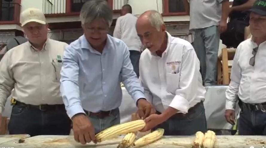 $!Realizan en Jala, Nayarit, la 39 edición del concurso del Elote más Grande del Mundo