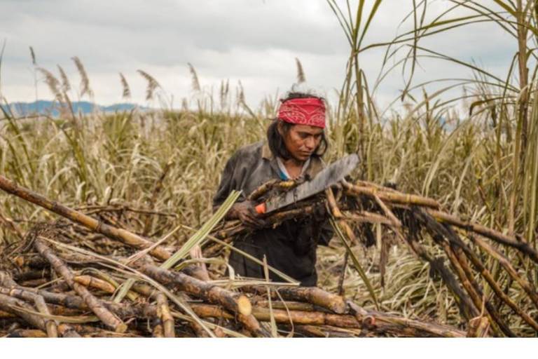 Mantiene México superávit comercial de azúcar de caña