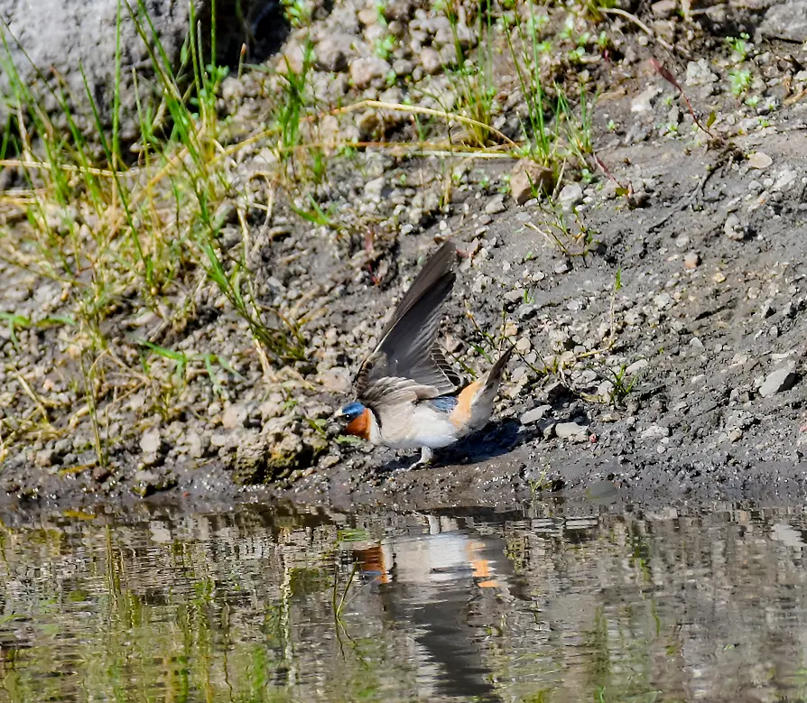 $!Golondrina risquera (Petrochelidon pyrrhonota) tomando lodo para construir su nido.