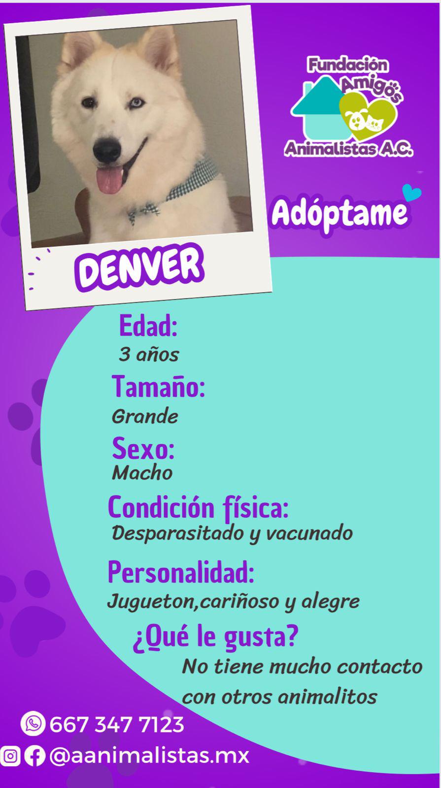 $!Así puedes rescatar a un perro o gato en situación de calle, según activista