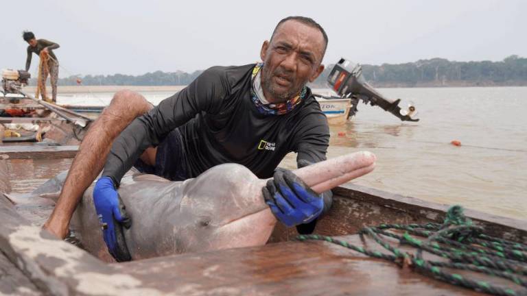 Un equipo internacional evalúa la salud de los delfines de río en Colombia, en un esfuerzo conjunto con autoridades ambientales y organizaciones globales.